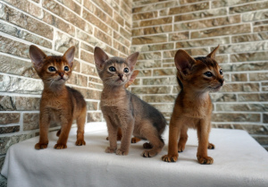 Photo №1. abyssinian cat - for sale in the city of Krakow | 2217$ | Announcement № 808
