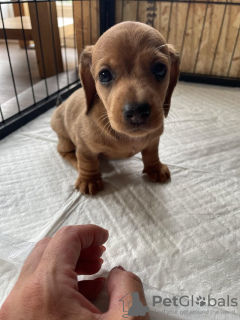 Photo №1. dachshund - for sale in the city of Афины | 634$ | Announcement № 55298