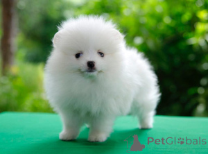 Photo №4. I will sell pomeranian in the city of Berlin. private announcement - price - 537$