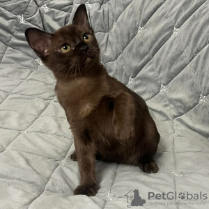 Photo №1. burmese cat - for sale in the city of Эспоо | negotiated | Announcement № 85446