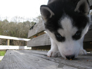 Photo №1.  - for sale in the city of Berlin | Is free | Announcement № 139933