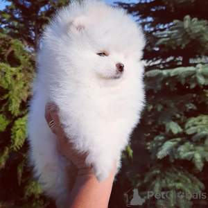 Photo №4. I will sell pomeranian in the city of Berlin. private announcement - price - 380$