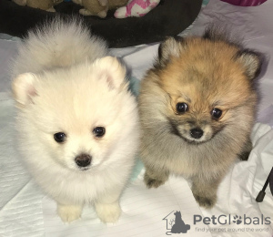 Photo №2 to announcement № 97616 for the sale of pomeranian - buy in United States private announcement, breeder