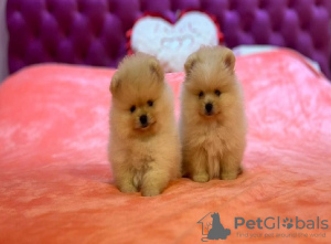 Photo №1. pomeranian - for sale in the city of Loznica | 528$ | Announcement № 113951