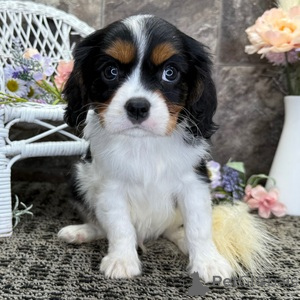 Photo №1. cavalier king charles spaniel - for sale in the city of Affalterbach | 329$ | Announcement № 151381