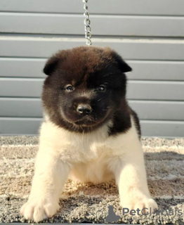 Additional photos: American Akita, puppies available