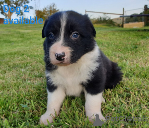 Photo №3. Adorable Border Collie puppies for free adoption. Germany