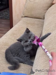 Photo №3. British shorthair female kitten. Germany