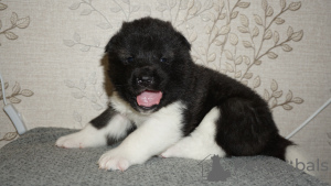 Photo №1. akita - for sale in the city of Yekaterinburg | 460$ | Announcement № 9593