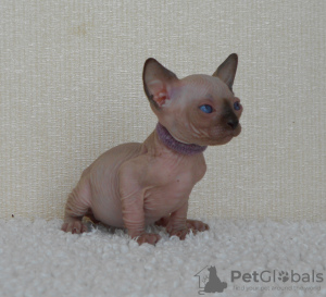 Photo №1. sphynx cat - for sale in the city of Olen | Is free | Announcement № 128934