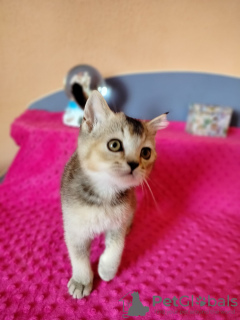 Photo №2 to announcement № 52691 for the sale of scottish fold - buy in Germany private announcement