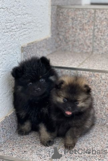 Photo №1. pomeranian - for sale in the city of Berlin | Is free | Announcement № 126762