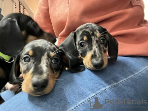 Photo №2 to announcement № 96589 for the sale of dachshund - buy in Netherlands private announcement