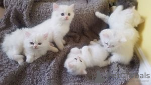 Photo №1. persian cat - for sale in the city of Strömsund | Is free | Announcement № 48518