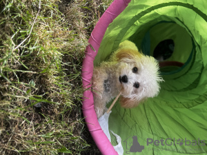 Photo №1. poodle (toy) - for sale in the city of Болонья | negotiated | Announcement № 106620