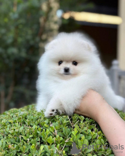 Photo №3. Pomeranian puppies. Germany