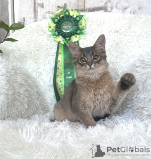 Photo №4. I will sell somali cat in the city of Riga. private announcement, breeder - price - 1268$