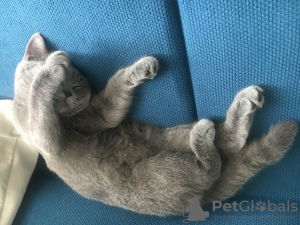 Photo №2 to announcement № 7702 for the sale of british shorthair - buy in Russian Federation private announcement