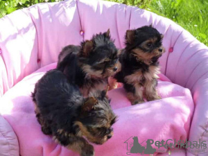 Photo №1. yorkshire terrier - for sale in the city of Los Angeles | Is free | Announcement № 84847