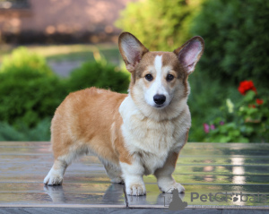 Photo №2 to announcement № 12238 for the sale of welsh corgi - buy in Ukraine breeder