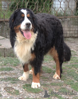 Photo №2 to announcement № 114243 for the sale of bernese mountain dog - buy in Serbia 