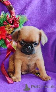 Photo №3. Petit Brabançon boy. Russian Federation