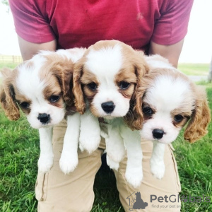 Photo №1. cavalier king charles spaniel - for sale in the city of Gennarby | 317$ | Announcement № 72027