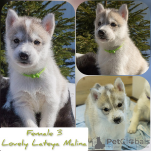 Photo №4. I will sell siberian husky in the city of Murmansk. breeder - price - negotiated
