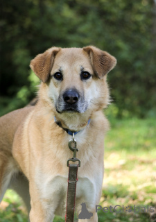 Photo №3. A wonderful barrabulka is looking for a house and a loving family!. Russian Federation