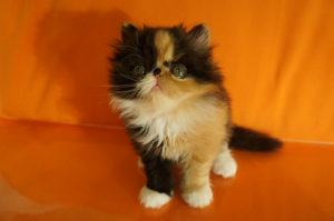 Photo №4. I will sell persian cat in the city of Kirov.  - price - Negotiated