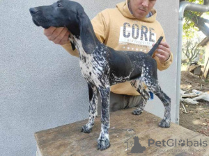 Photo №3. German shorthaired pointer puppies. Serbia