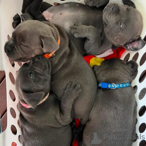 Photo №2 to announcement № 163891 for the sale of staffordshire bull terrier - buy in France private announcement, breeder