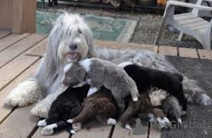 Photo №3. Bearded Collie Puppies. Germany