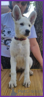 Photo №3. Swiss White Shepherd puppies. Serbia