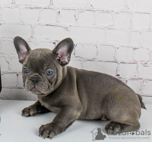 Photo №1. french bulldog - for sale in the city of Demene | Is free | Announcement № 41010