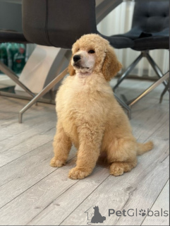 Photo №2 to announcement № 135041 for the sale of poodle (royal) - buy in Serbia breeder