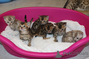 Photo №2 to announcement № 107904 for the sale of bengal cat - buy in Germany private announcement, breeder