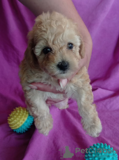 Photo №2 to announcement № 54883 for the sale of poodle (toy) - buy in Serbia 