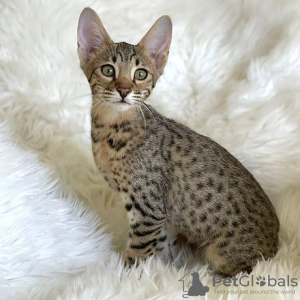 Photo №1. savannah cat - for sale in the city of Munich | negotiated | Announcement № 109232