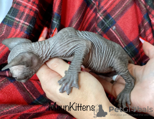 Additional photos: Kittens of the Canadian Sphynx