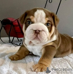 Photo №1. english bulldog - for sale in the city of Vilnius | Is free | Announcement № 75760