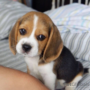 Photo №3. Fantastic litter of beagle puppies. Germany