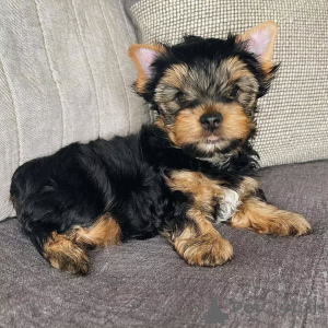 Photo №2 to announcement № 164791 for the sale of yorkshire terrier - buy in Germany private announcement, from the shelter