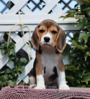 Photo №2 to announcement № 113645 for the sale of beagle - buy in Italy from nursery