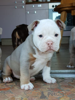 Photo №1. english bulldog - for sale in the city of Aroygala | negotiated | Announcement № 167137