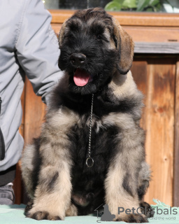 Photo №4. I will sell giant schnauzer in the city of Limanowa. breeder - price - negotiated