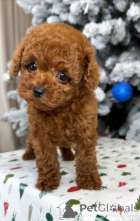Photo №2 to announcement № 163104 for the sale of poodle (toy) - buy in Finland private announcement, from the shelter
