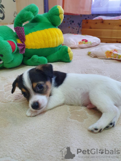 Photo №2 to announcement № 90655 for the sale of jack russell terrier - buy in Russian Federation breeder