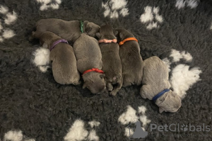 Additional photos: Stunning Blue and Lilac French Bulldogs