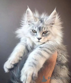 Photo №1. maine coon - for sale in the city of Antheia | negotiated | Announcement № 156256